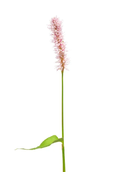 Víz keserűfű (Persicaria kétéltűek) — Stock Fotó