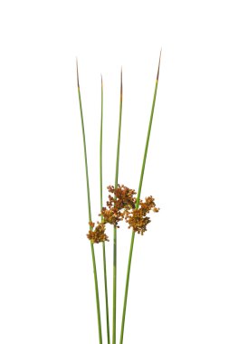 Ortak rush (Juncus effusus)