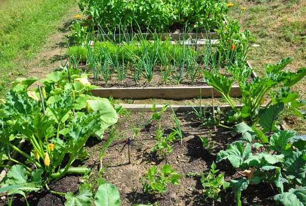 Jardín ecológico — Foto de Stock