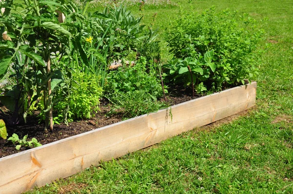 Raised bed with herbs — Stock Photo, Image