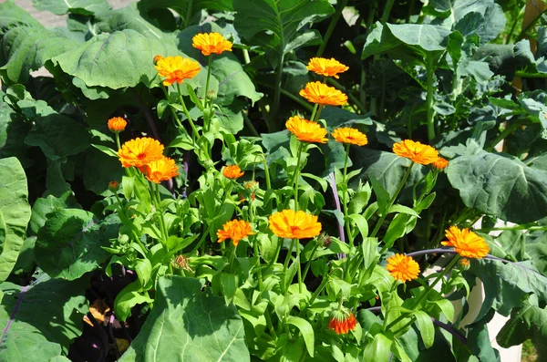 Mixed cultivation with Calendula — Stock Photo, Image