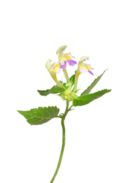 Ortica di canapa a fiore grande (Galeopsis speciosa) — Foto Stock