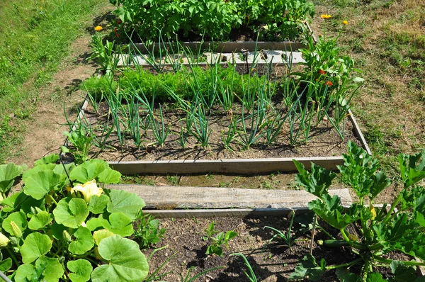 Bio-Garten — Stockfoto