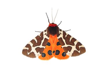 Garden tiger moth (Arctia caja) clipart