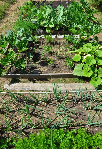 Organic garden — Stock Photo, Image