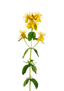 Aziz Johns otu (Hypericum perforatum)