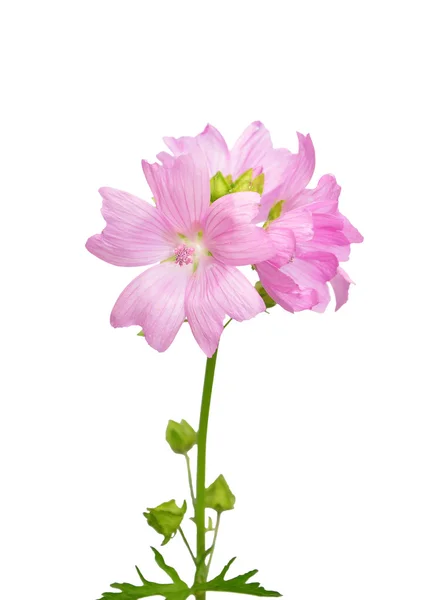 Mallow bloem — Stockfoto