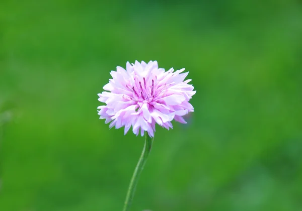 Garden cornflower — Stock Photo, Image