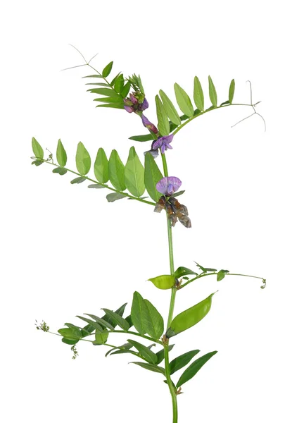 Veccia di Bush (Vicia sepium ) — Foto Stock