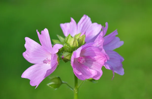 Mallow flower — Stock Photo, Image