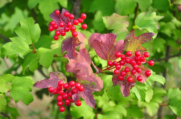 Jagody lebiodka (Viburnum opulus) — Zdjęcie stockowe