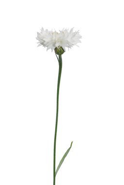 Bahçe Peygamber Çiçeği