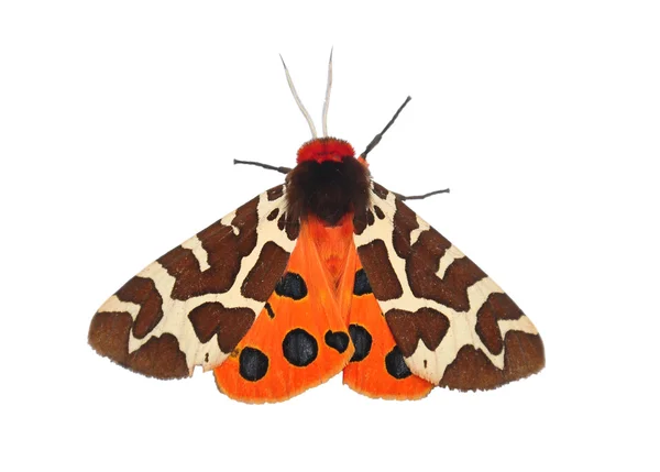 Garden tiger moth (Arctia caja) — Stock Photo, Image