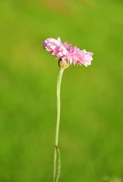 花园的矢车菊 — 图库照片
