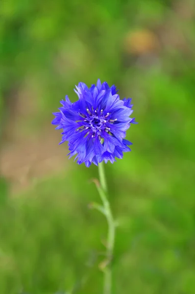 Garden cornflower — Stock Photo, Image