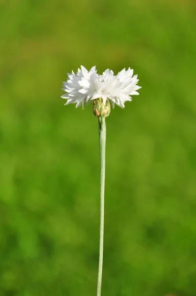 Garden cornflower — Stock Photo, Image