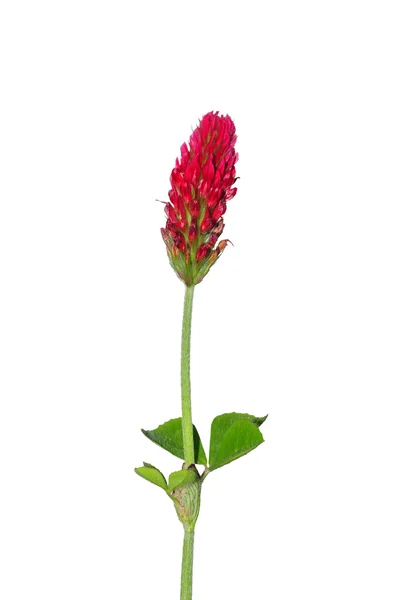 Crimson clover (Trifolium incarnatum) — Stock Photo, Image