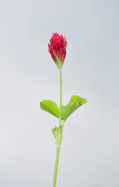 Малинова конюшина (Trifolium inarnatum ) — стокове фото