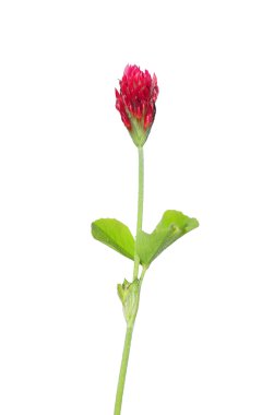 Kızıl yonca (Trifolium incarnatum)