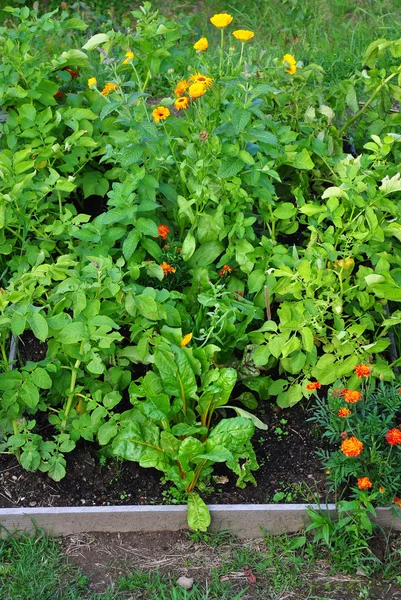 Mixed cultivation — Stock Photo, Image