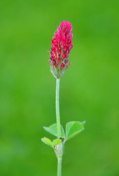 Crimson clover (Trifolium incarnatum) — Stock Photo, Image