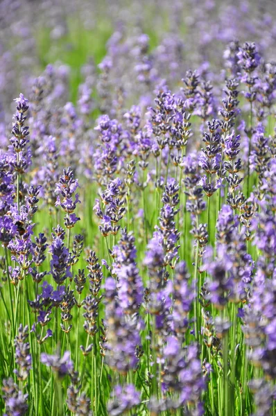 Campo de lavanda —  Fotos de Stock