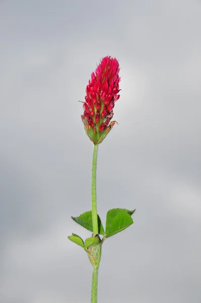 Crimson clover (Trifolium incarnatum) — Stock Photo, Image