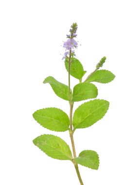 Heath speedwell (Veronica officinalis)