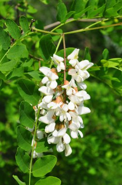 Siyah akasya (Robinia pseudoacacia)