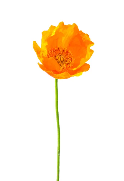 IJslandse papaver (papaver nudicaule)) — Stockfoto