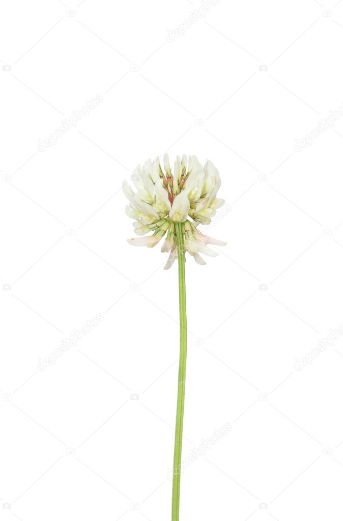 White clover (Trifolium repens)