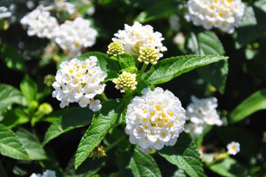 Beyaz adaçayı (Lantana camara)