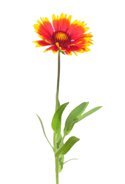 Blanket flower — Stock Photo, Image