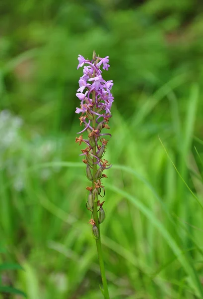 Fragrant orchid (Gymnadenia conopsea) — Stock Photo, Image