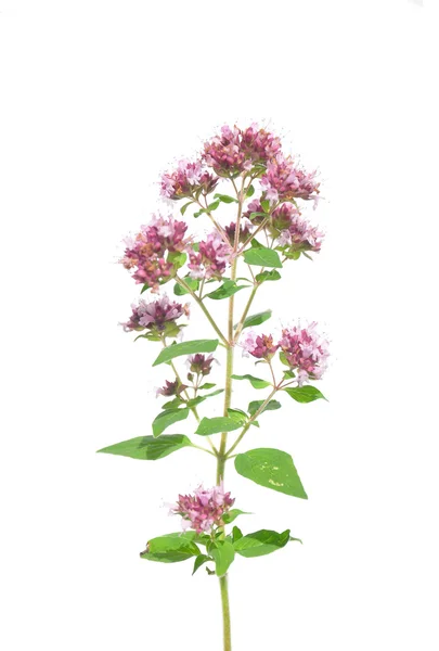 Oregano (origanum vulgare) — Zdjęcie stockowe