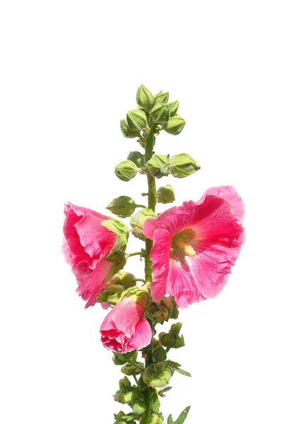 Hollyhock (Alcea rosea)) — Stockfoto