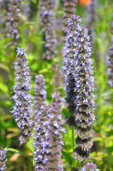 Korean mint (Agastache rugosa) — Stock Photo, Image