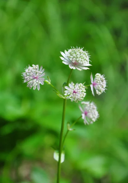 Велика masterwort (Astrantia, основні) — стокове фото