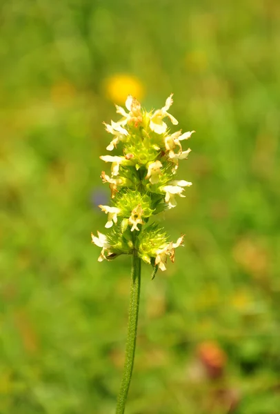 Жовтий betony (Betonica alopecuros) — стокове фото