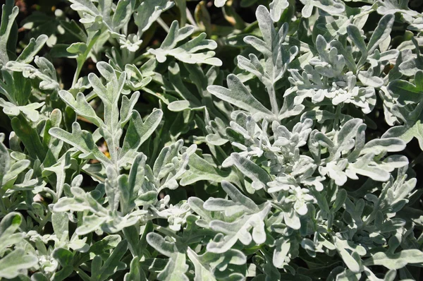 Silver wormwood (Artemisia stelleriana) — Stock Photo, Image