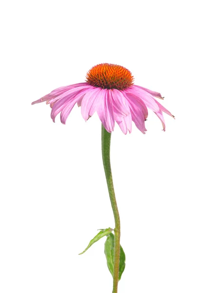 Flor de conejo púrpura (Echinacea purpurea) —  Fotos de Stock