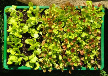 Genç marullu tohum tepsisi