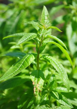 Sweetleaf (Stevia rebaudiana)