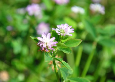 Pers yoncası (Trifolium resupinatum)