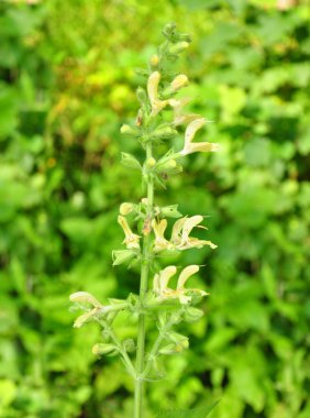 Yapışkan adaçayı (Salvia kızılağaç)