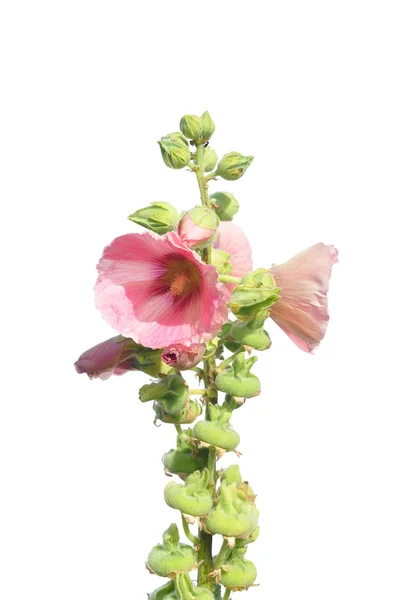 Hollyhock (Alcea rosea)) — Stockfoto