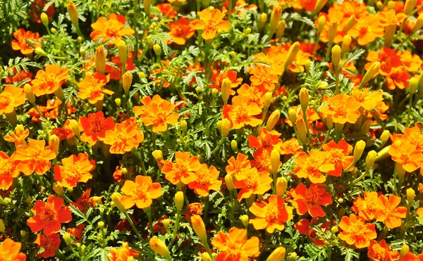 Marigold (Tagetes tenuifolia) — Stock Fotó