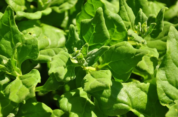 New Zealand spinach (Tetragonia tetragonioides) — Stock Photo, Image