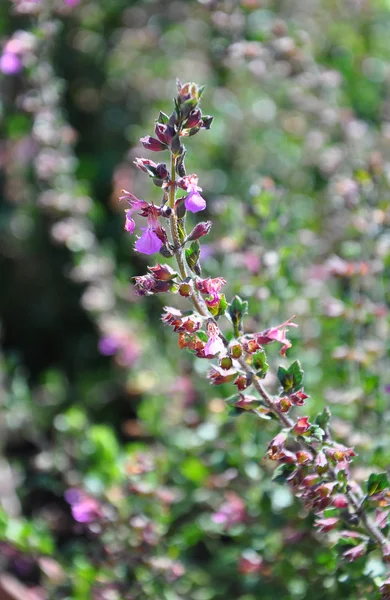 Zeď rostliny (Teucrium rezekvítek) — Stock fotografie