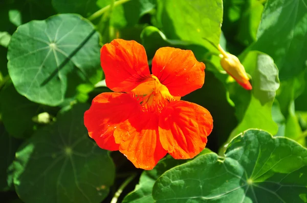 Nasturcio de jardín (Tropaeolum majus ) — Foto de Stock